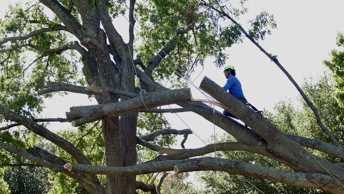 Professional Crown Thinning performed by certified arborists in Lakewood