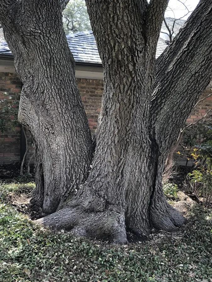 Mature heritage tree close to a Lakewood property cared for by certified arborists